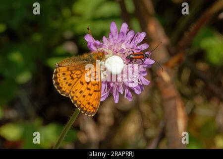 Boloria selene, known in Europe as the small pearl-bordered fritillary is a food for crab spider. Stock Photo