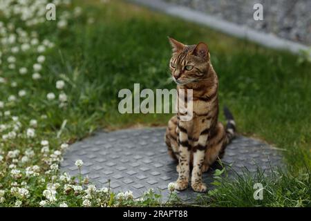 Curious Bengal cat exploring area around house. Domestic pet walking and hunting outdoors on summer day. Stock Photo