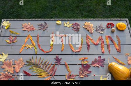 Hello, Autumn. beautiful bright colorful multi-colored leaves from different trees are laid out on the table in the word autumn. Autumn entertainment. Stock Photo