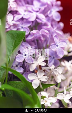 Charming real fresh purple and white lilac flowers for soft mood Stock Photo