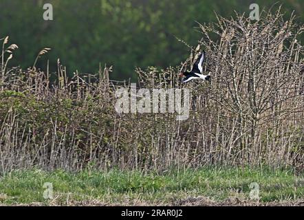 Eurasian Oystercatcher (Haematopus ostralegus) adult in flight over scrubby field  Eccles-on-Sea, Norfolk, UK.      May Stock Photo