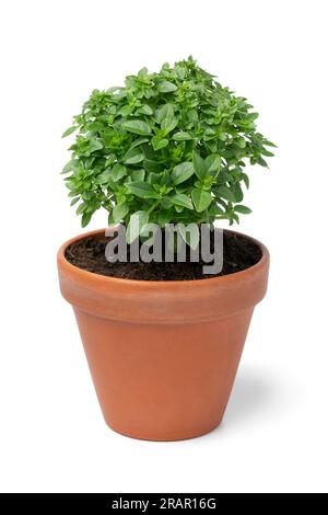 Green Greek basil plant in a ceramic pot isolated on white background Stock Photo