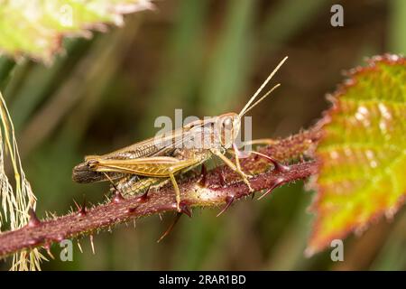Side view of a wild, UK grasshopper insect, perched on a thorny branch Stock Photo