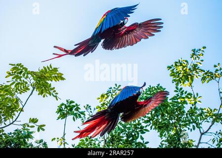 Pair of scarlet macaws in flight Stock Photo