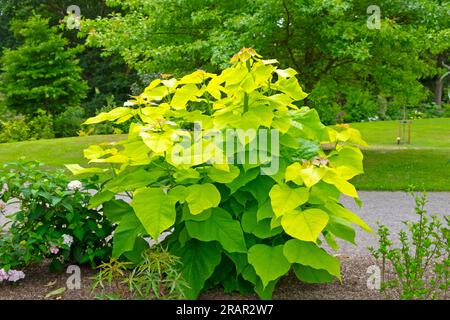 Lime green leaves of the Northern Catalpa young tree growing in border at Aberglasney Gardens in summer Carmarthenshire Wales UK Britain  KATHY DEWITT Stock Photo