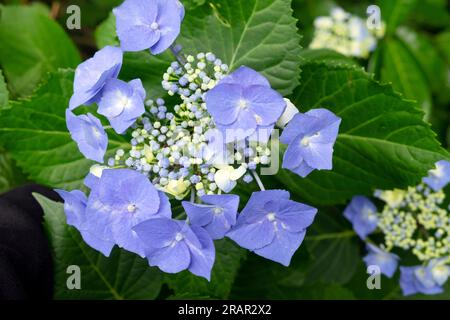 Closeup close up of blue petals of hydrangea blue wave  flowerhead in bloom at Aberglasney Gardens July 2023 Carmarthenshire Wales UK  KATHY DEWITT Stock Photo