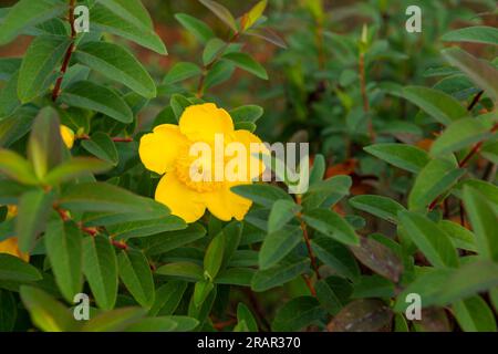 hypericum hidcote flower, monteviale, italy Stock Photo