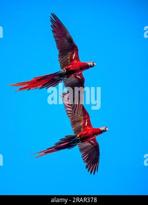 Pair of scarlet macaws in flight Stock Photo