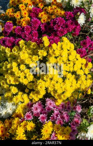 chrysanthemum flowers, monte barro regional park, italy Stock Photo