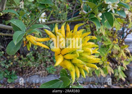 citrus medica sarcodactylus fruits, monte barro regional park, italy Stock Photo