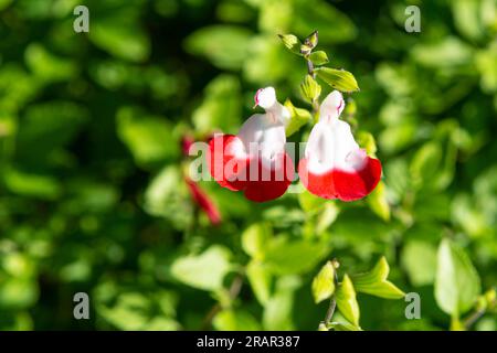 salvia microphylla flowers, monte barro regional park, italy Stock Photo