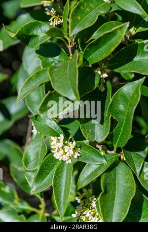 olea fragrans flowers, monte barro regional park, italy Stock Photo