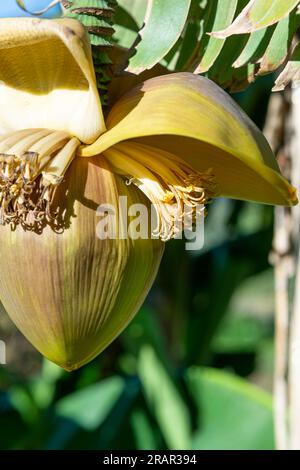 banana flowers, monte barro regional park, italy Stock Photo