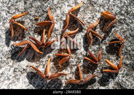 calocedrus decurrens fruits, monte barro regional park, italy Stock Photo