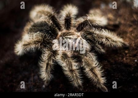 Hairy-legged tarantula spider Tliltocatl albopilosus, formerly Brachypelma albopilosum. Genus Brachypelma. Body size 3 inches, paws 7 inches. The hair Stock Photo