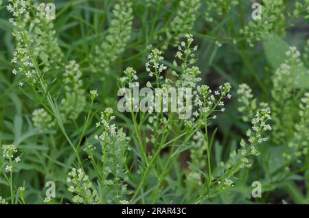 Virginia pepperweed, Lepidium virginicum Stock Photo