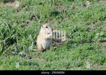 Black-tailed Prairie Dog, Cynomys ludovicianus, young feeding Stock Photo