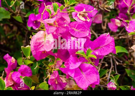 Beautiful purple Bougainvillea flowers in the tropical garden. Stock Photo