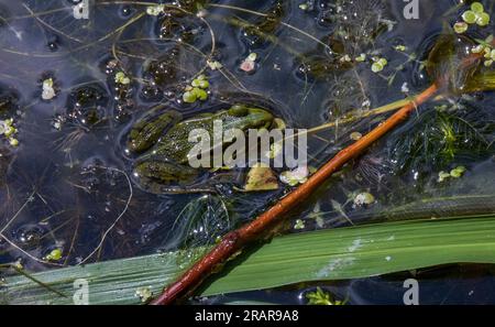 Green frog on the grass in water lily in a pond with lotus leafs in the background Stock Photo