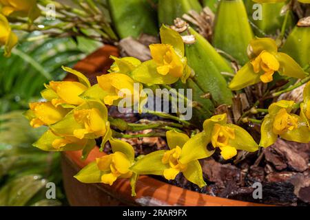 Lycaste aromatica, common name the sweet scented lycaste, is a species of flowering plant in the genus Lycaste of the family Orchidaceae. Stock Photo