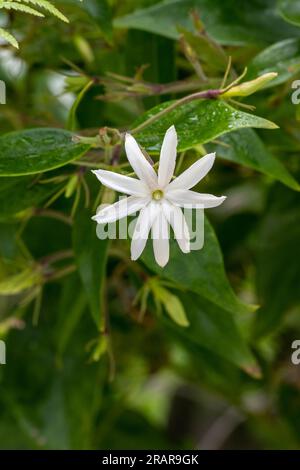 Angelwing jasmine (Jasminum nitidum). Called Shining jasmine, Confederate jasmine and Star jasmine also. Stock Photo