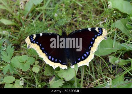 Camberwell beauty butterfly, Nymphalis antiopa Stock Photo