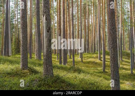 Springtime pine forest in Leivonmaki National Park, Finland. Stock Photo
