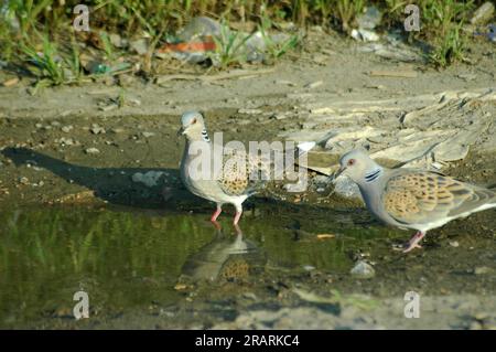 pair of turtledoves reflected in the water of a puddle Stock Photo