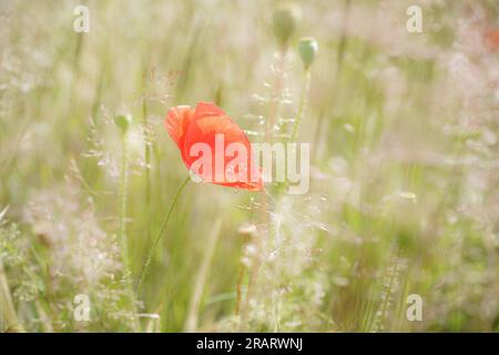 Close, side view of a delicate, wild poppy flower isolated among wild grasses in summer sunlight, growing in rural countryside, UK. Stock Photo