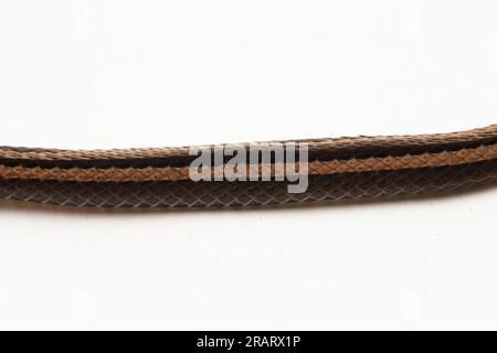 collared snake or striped litter snake Sibynophis geminatus isolated on white background Stock Photo