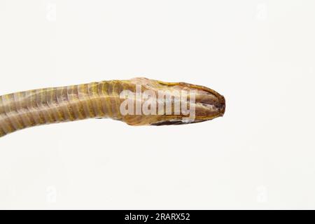 collared snake or striped litter snake Sibynophis geminatus isolated on white background Stock Photo