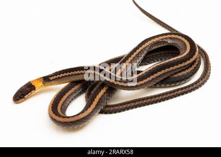 collared snake or striped litter snake Sibynophis geminatus isolated on white background Stock Photo