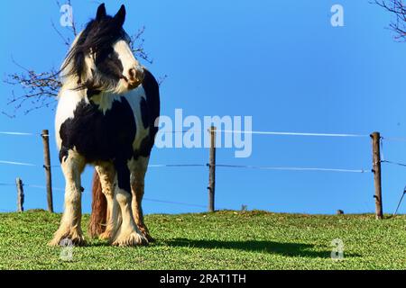 Irish Tiner - Gypsy Cobk Stock Photo - Alamy