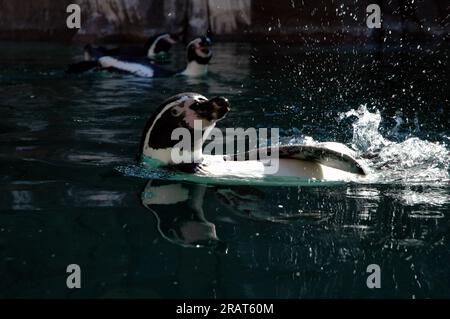 image of a penguin splashing water droplets as it swims in the water Stock Photo