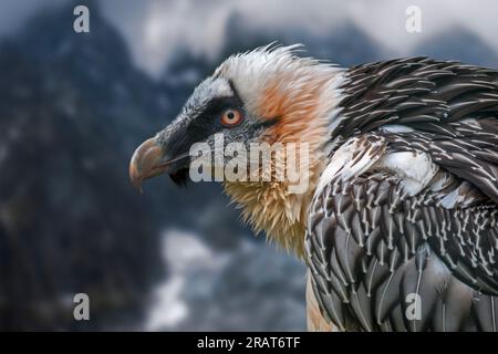 Bearded vulture / Lämmergeier (Gypaetus barbatus) in the mountains of the European Alps. Digital composition Stock Photo