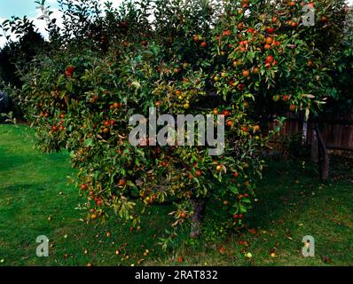 Fruiting Apple Tree in Garden with Fallen Apples on ground Surrey England Stock Photo