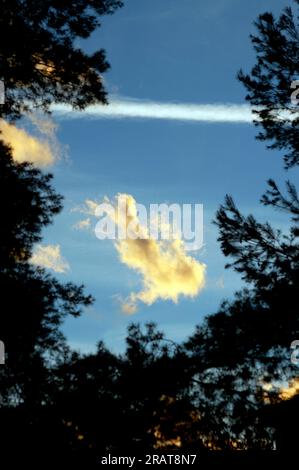 images of the blue sky with clouds seen between the branches of pine trees Stock Photo