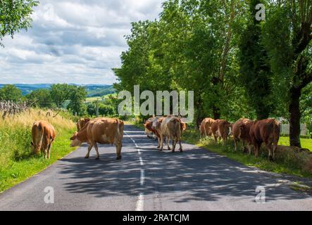 Herd of cows on the road in the Aubrac region of southern France Stock Photo