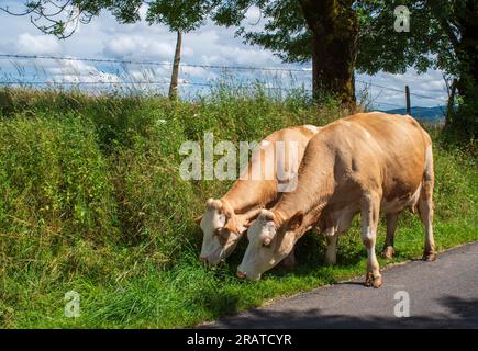 Cows along the road in the Aubrac region of southern France Stock Photo