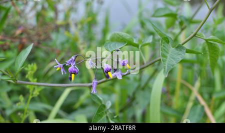 Solanum bittersweet (Solanum dulcamara) grows in the wild Stock Photo