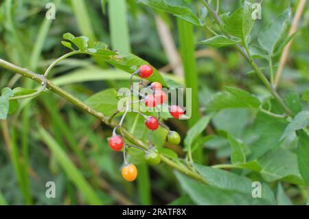 Solanum bittersweet (Solanum dulcamara) grows in the wild Stock Photo