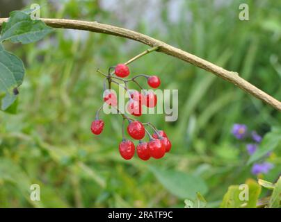 Solanum bittersweet (Solanum dulcamara) grows in the wild Stock Photo