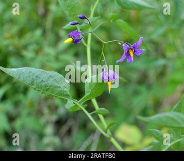 Solanum bittersweet (Solanum dulcamara) grows in the wild Stock Photo