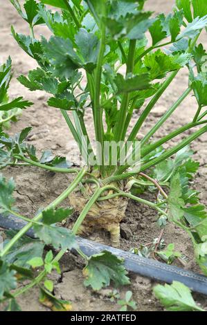 Celery grows in open organic soil with drip irrigation Stock Photo