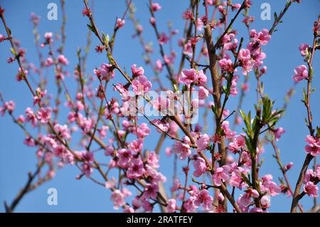 In the orchard on a tree branch blooms a peach Stock Photo