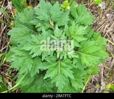 Wormwood (Artemisia vulgaris) grows wild in nature Stock Photo