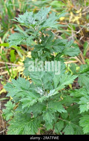 Wormwood (Artemisia vulgaris) grows wild in nature Stock Photo