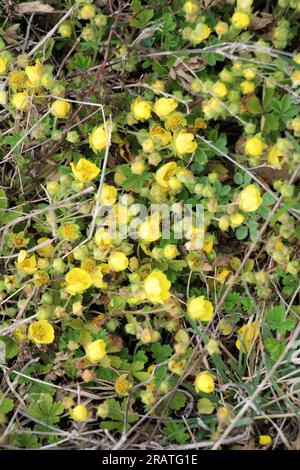 Potentilla arenaria grows in the wild in spring Stock Photo