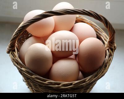 A pile of freshly laid chicken eggs Stock Photo