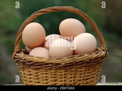 A pile of freshly laid chicken eggs Stock Photo